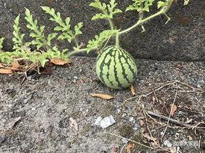 黑历史网红吃瓜,吃瓜群众眼中的娱乐圈风云