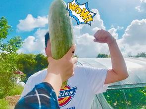 网红每日吃瓜,揭秘娱乐圈幕后故事